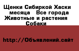 Щенки Сибиркой Хаски 2 месяца - Все города Животные и растения » Собаки   